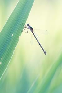 Emerald damselfly